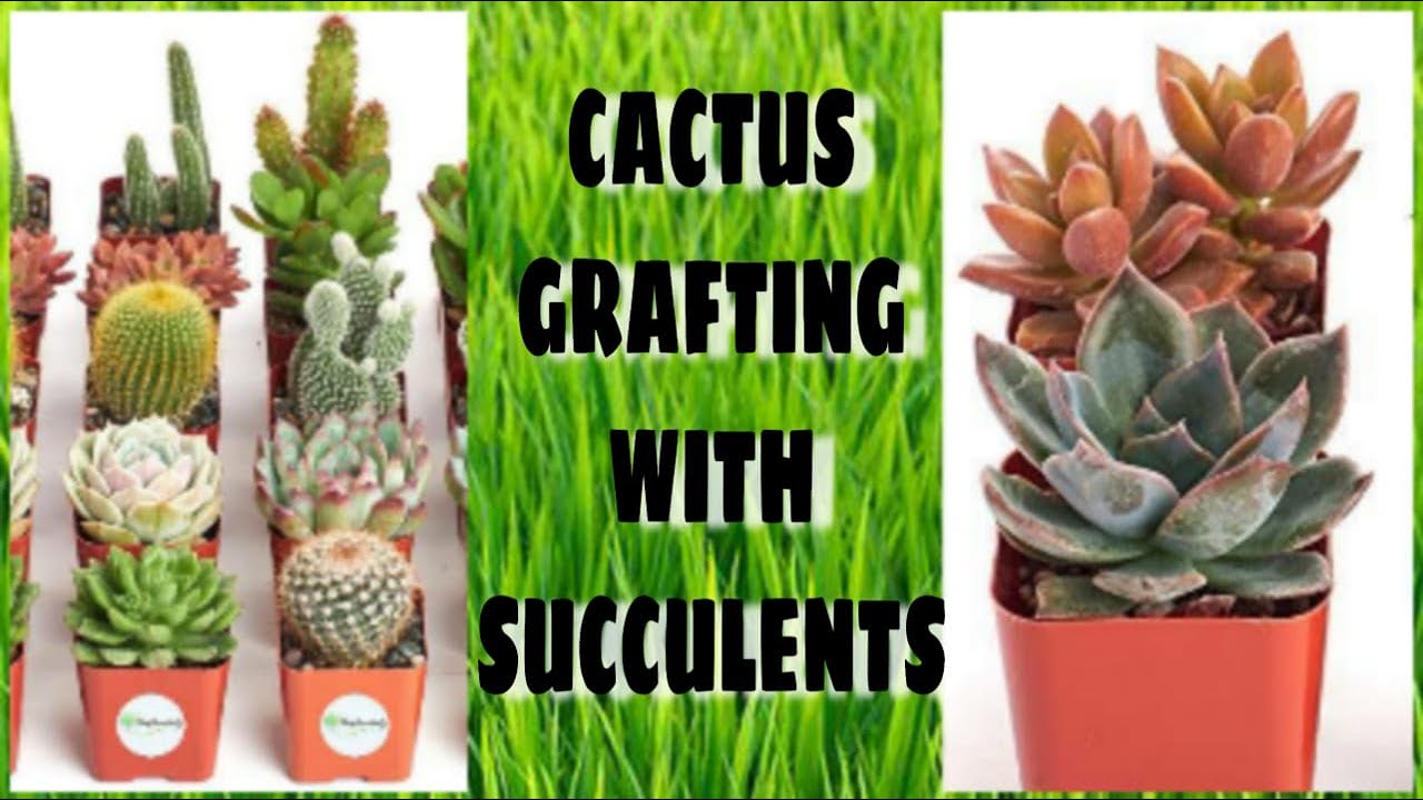 Cactus Grafting with Succulent/Best process for 100% success