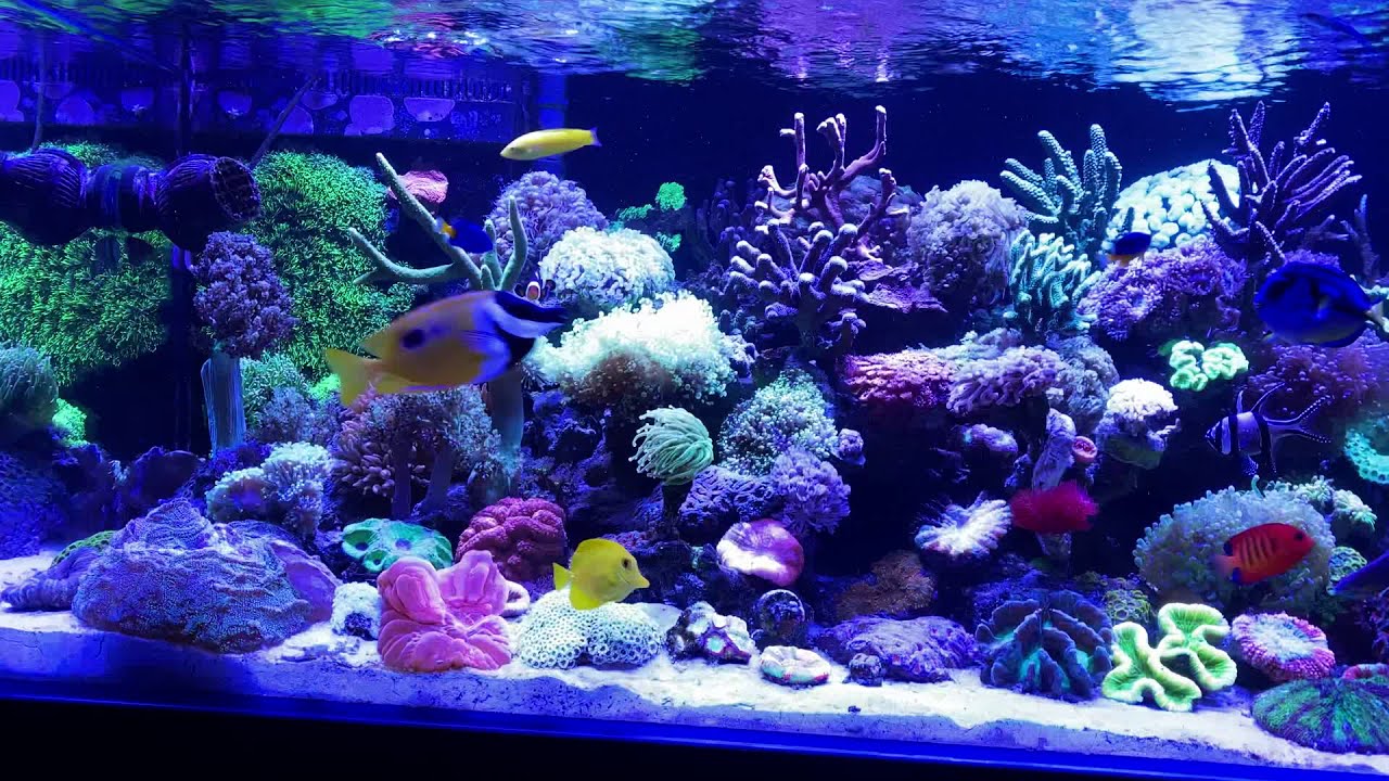 My reef tank - marine aquarium 2020
