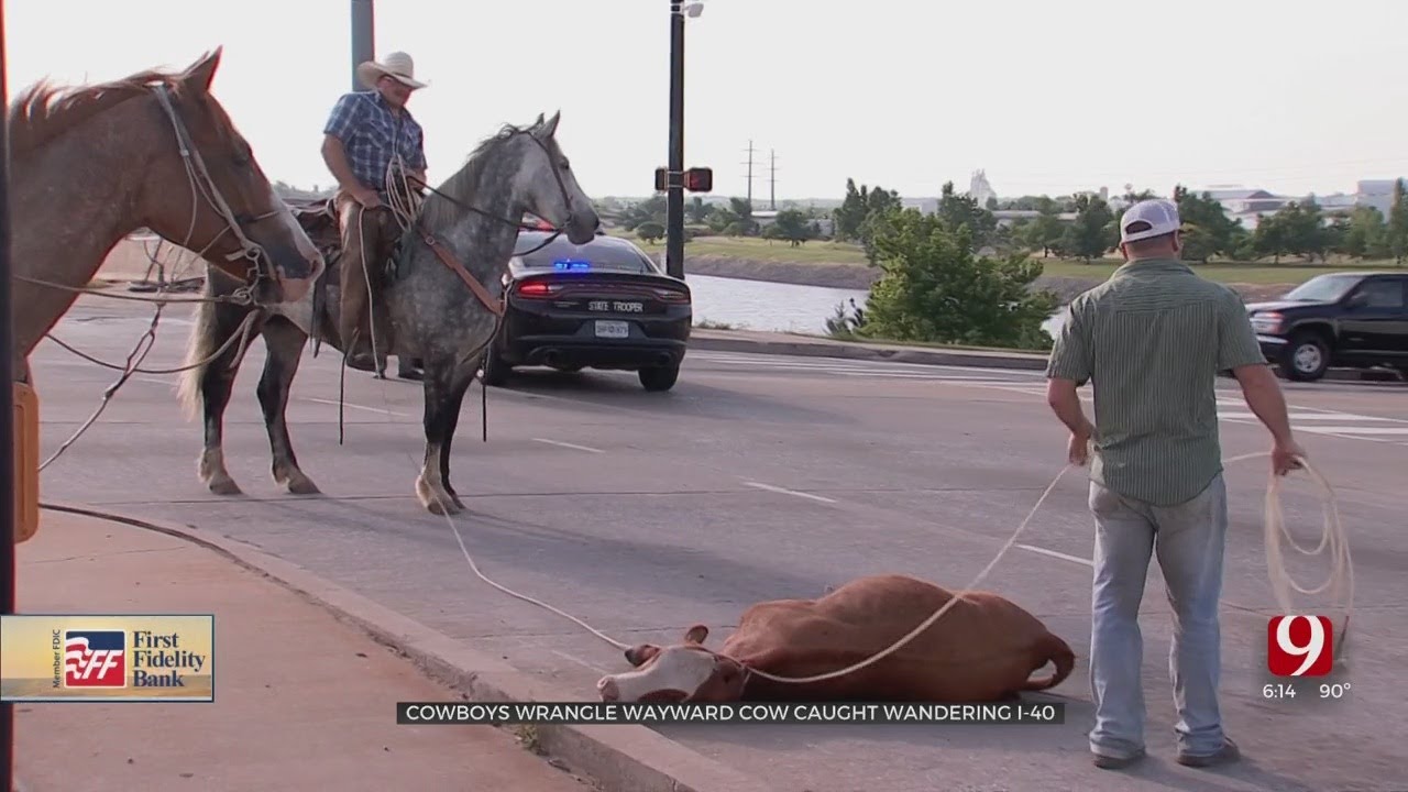Wayward Cow On I-40 Wrangled By Heroic Cowboys