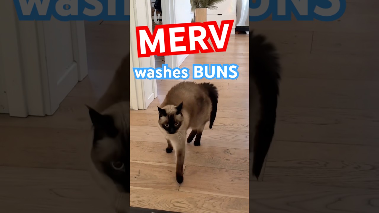 THIS CAT CAN WASH HER OWN BUNZ LMOA-- #bagagwa #catsofyoutube #august #shorts #viral #trending