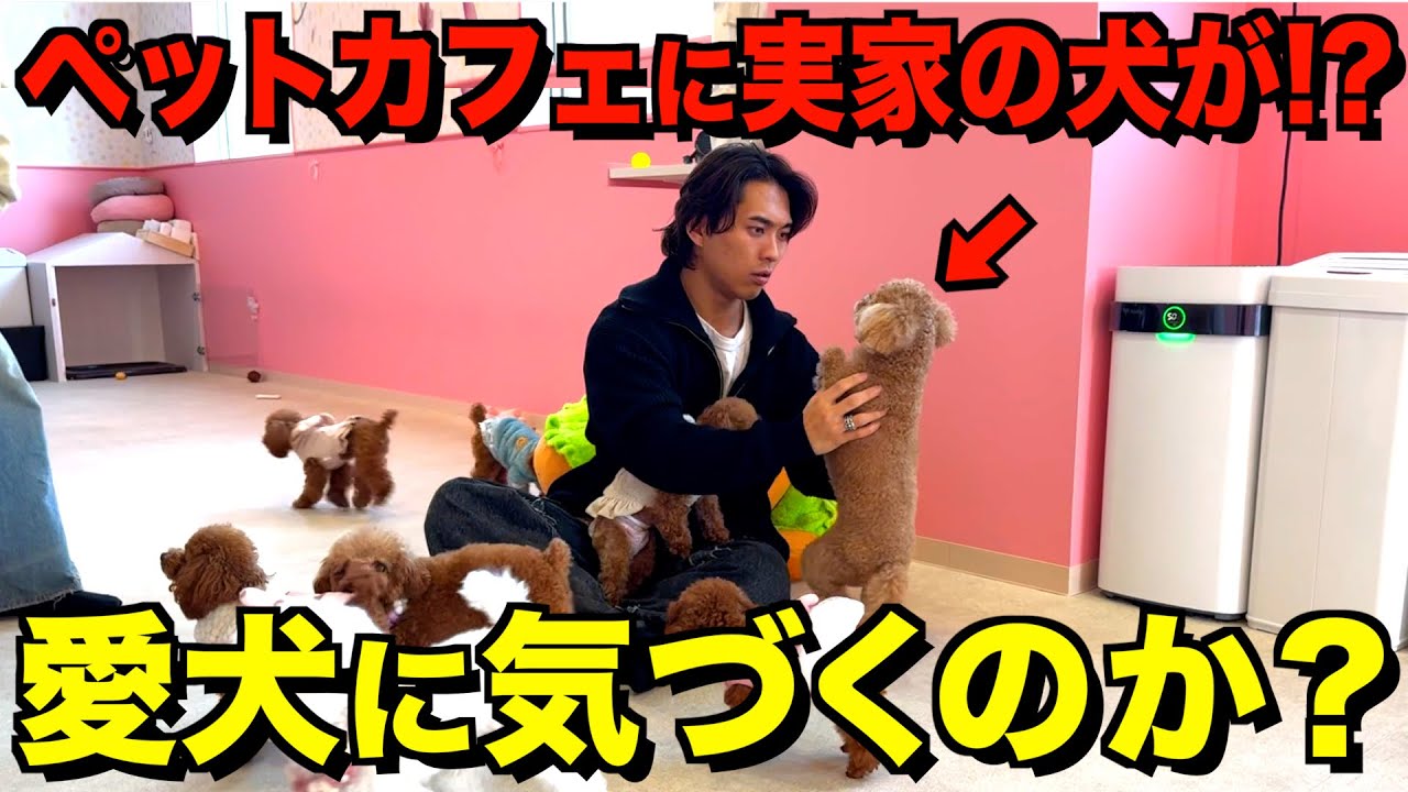 【ドッキリ】犬カフェに実家の愛犬がいたら気づくのか！？
