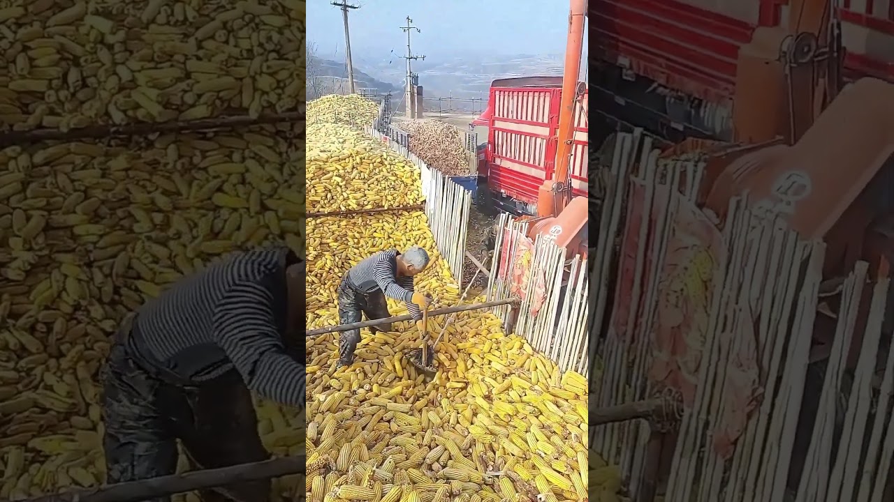 Labor-Saving Corn Feeding Method for Thresher | 2-Person Rope Shovel Trick