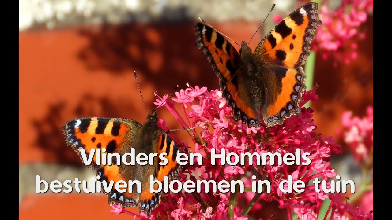 Hommels, Kleine Vos en Kolibrievlinders bestuiven bloemen in de tuin