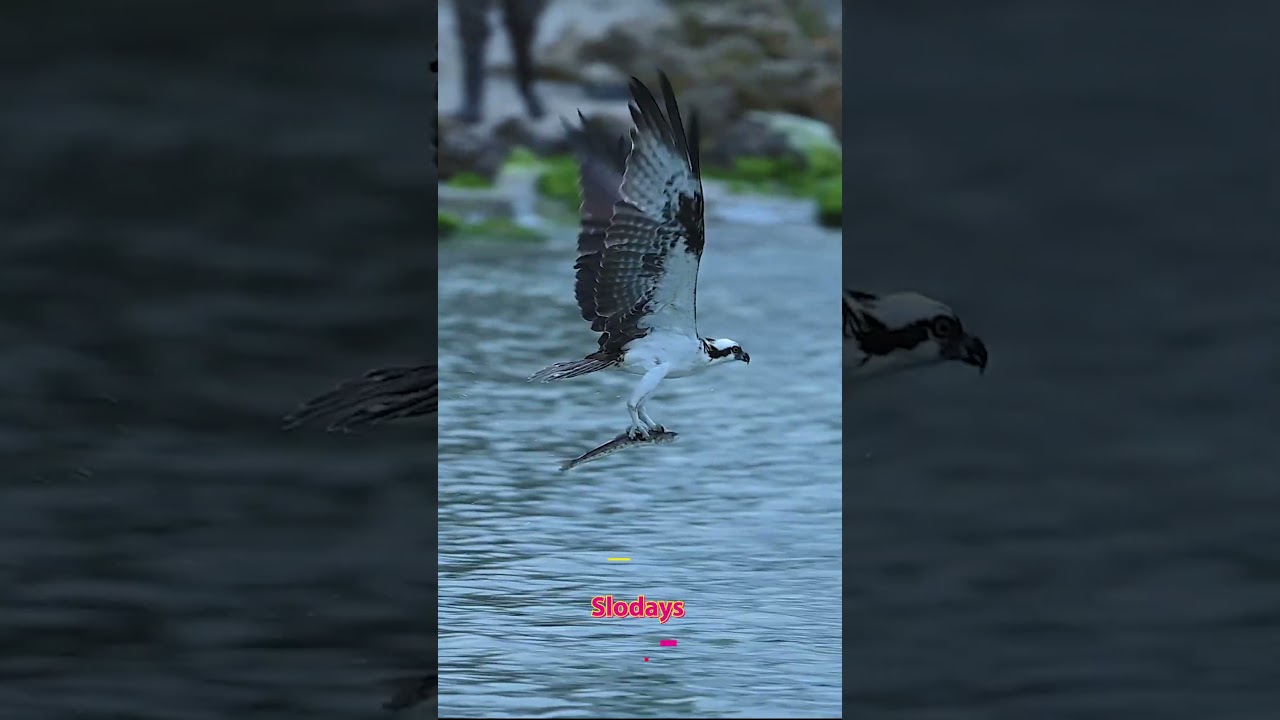 Osprey Attack  - Lizardfish for Breakfast #birdofprey #ospreys #birdspecies #birds