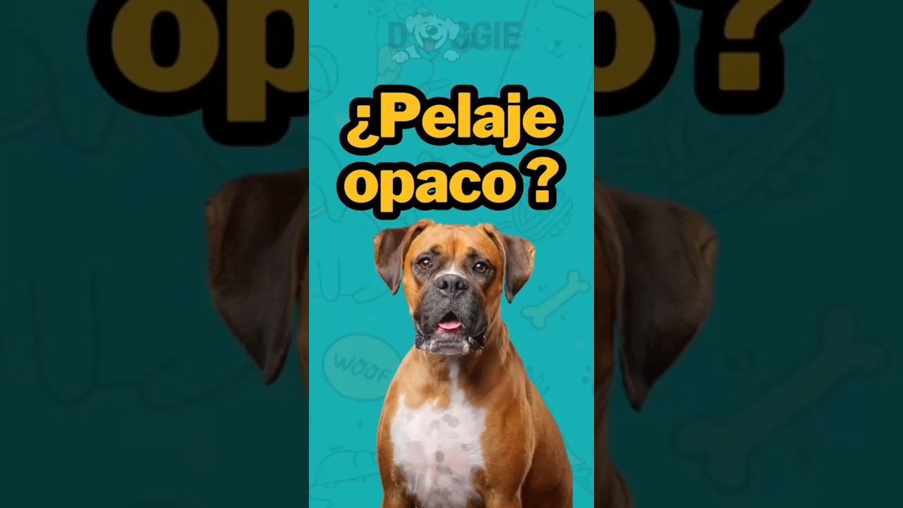 &iexcl;Dale brillo al pelaje de tu perro! ✨🐶 Tips para un pelo sano y brillante. #PelajeDePerro #shorts