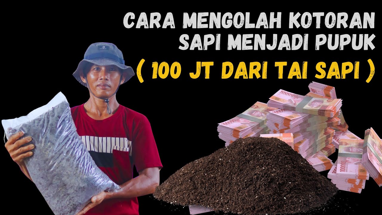 Cara Mengolah Kotoran Sapi Menjadi Pupuk