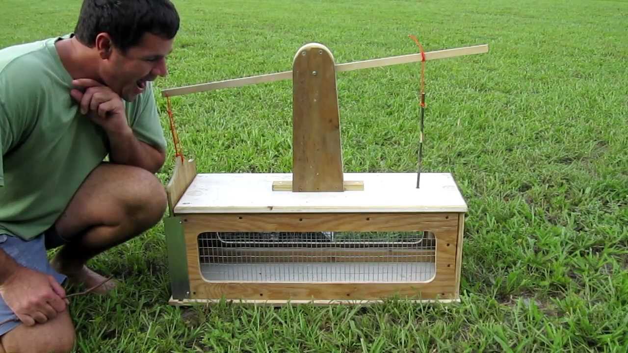 squirrel box trap