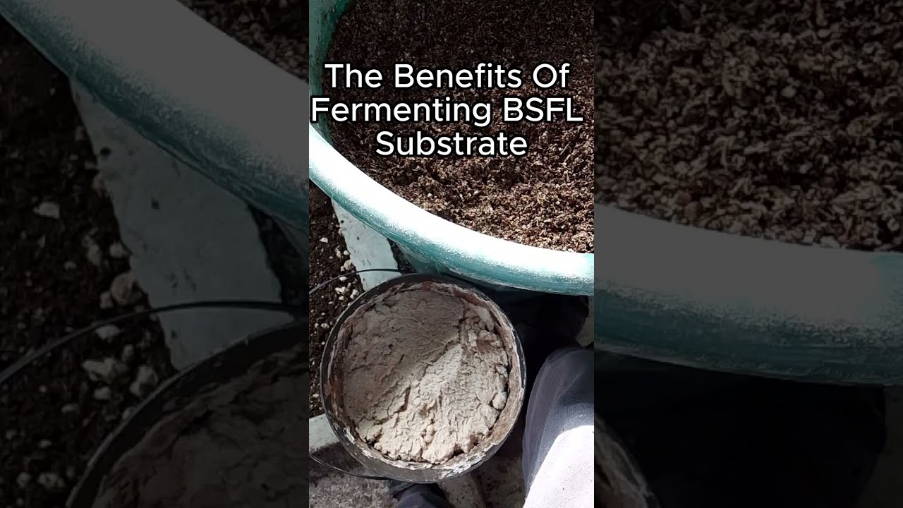 Преимущества ферментации субстрата из личинок черной львинки #bsfl #субстрат #ферментация #личинки
