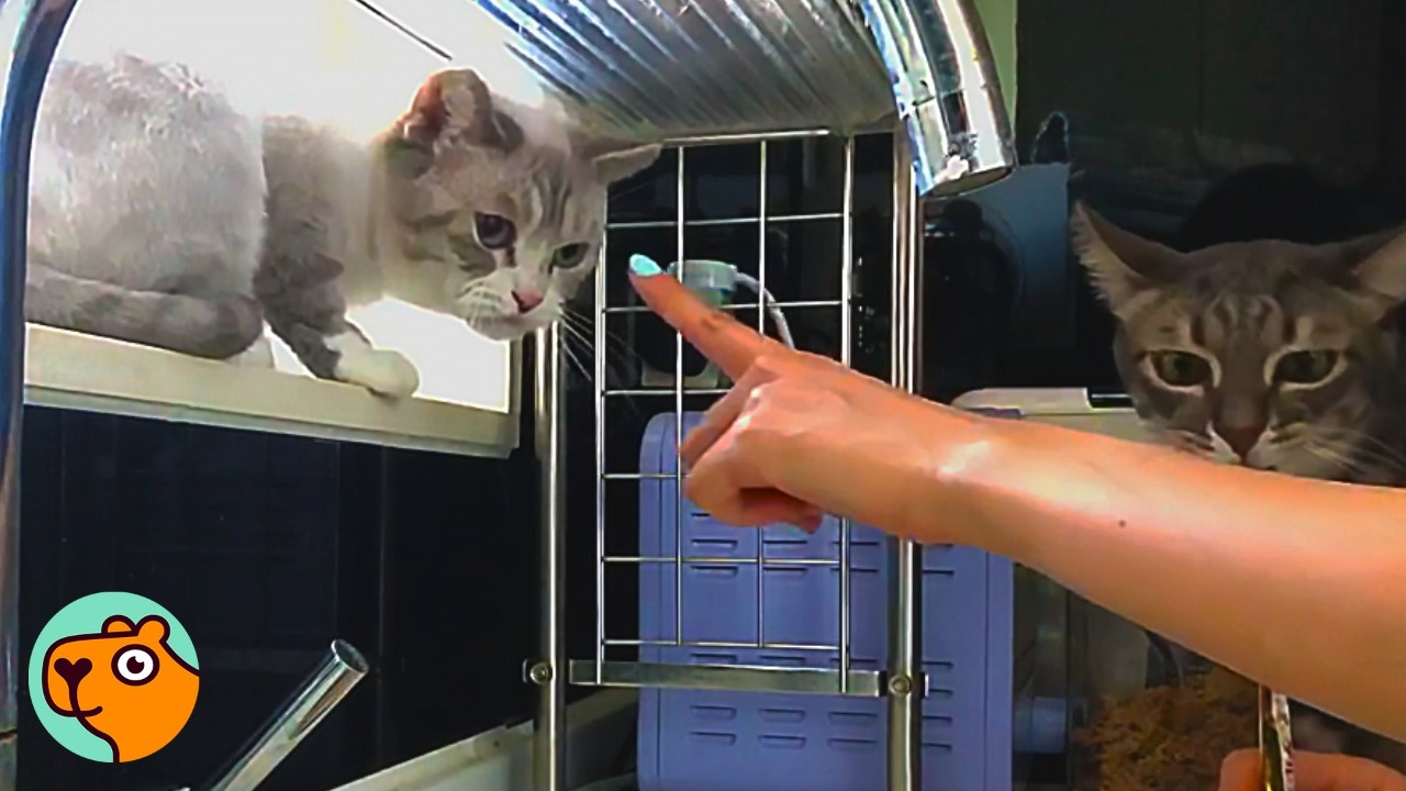 Cat Would Hiss Everyone Away Until Lady Won Her Trust | Cuddle Buddies