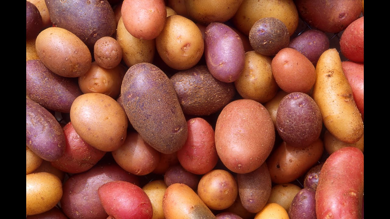HOW TO GROW POTATOES IN A BAG