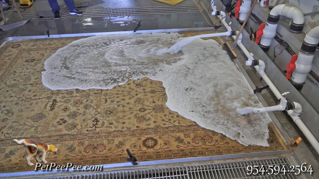 PetPeePee service ASMR a new technology to clean Oriental rug from urine odor
