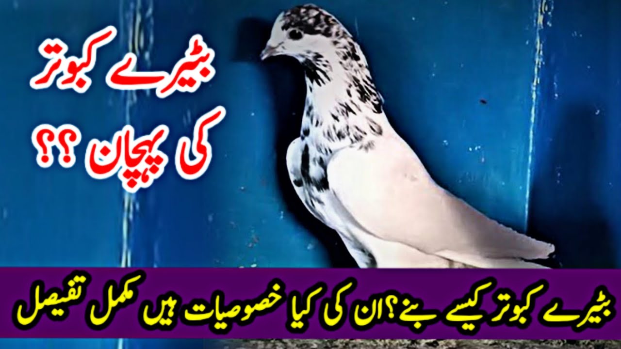 Batera Kabooter Ki Pehchan | Sialkoti Batera Kabooter | Batera Pigeons | #sialkotikabootar #batera