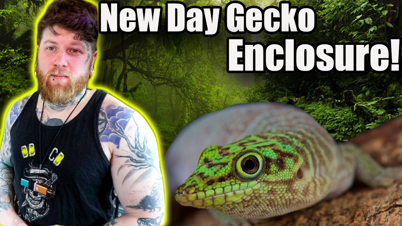 I Messed Up With These Geckos, Here's How I fixed It!