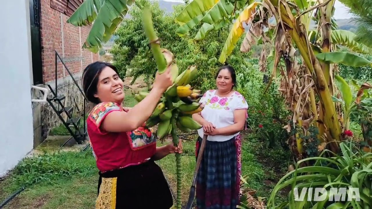 COSECHAMOS PLATANOS DEL CAMPO. 😱😊#cultura #tradiciones #purepecha #funny