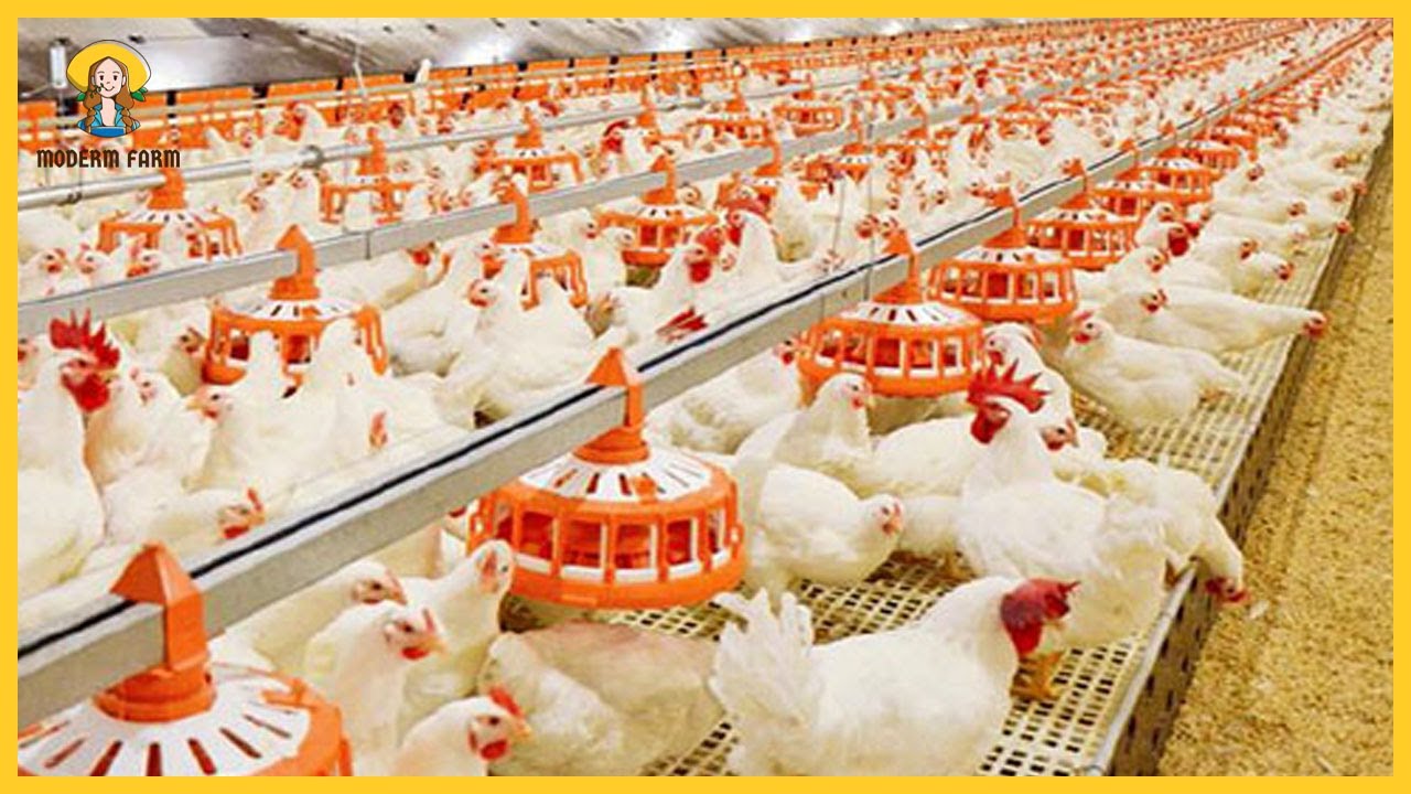 Amazing Building Chicken Farm Technology. Modern Chicken Farming Technology. Harvesting Egg Line