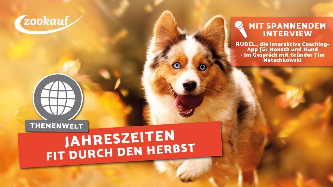 Fit durch den Herbst -  Coaching-App für Mensch-Hund-Teams | Heimtier TV