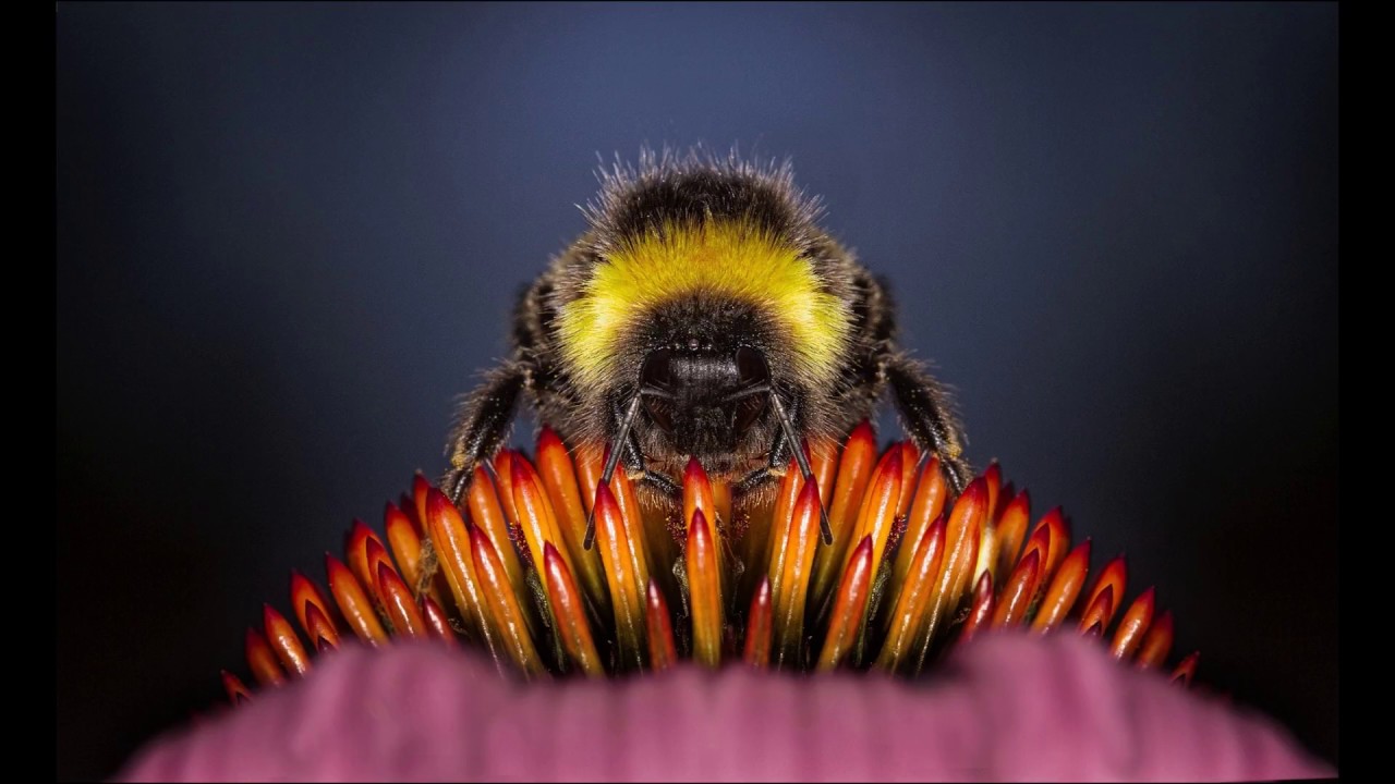 Relaxing sounds of bees and birds, nature sounds