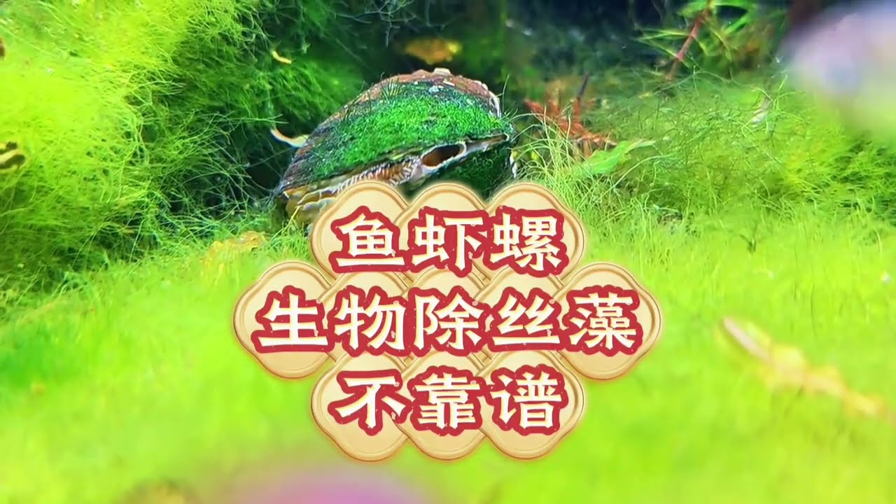 生物工具除絲藻，效果不可靠！ 古法養魚冬季絲藻爆缸，使用什麼工具除絲藻
