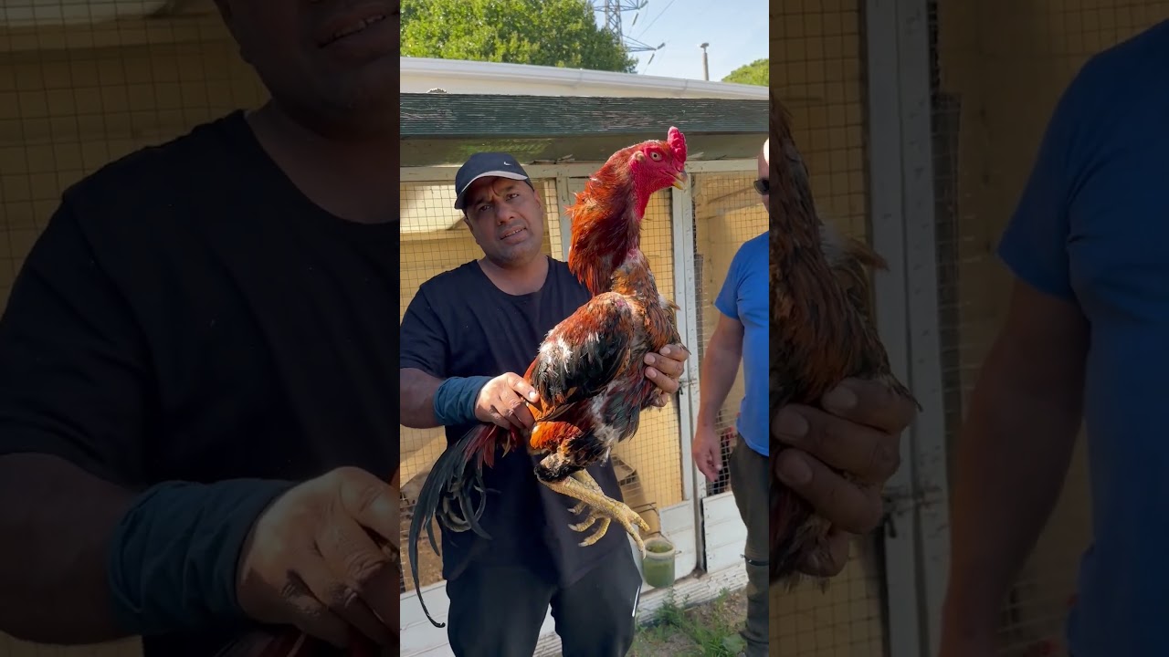 Bill's King Shamo Chicken Breeds in UK