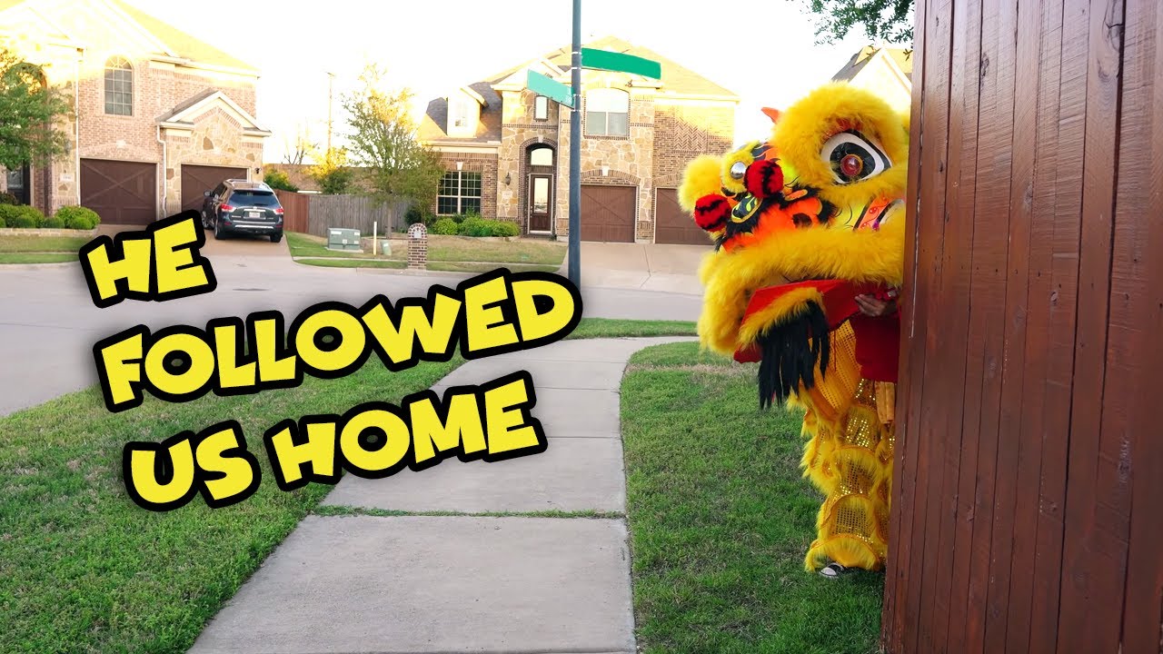 Lion Dance Pet followed us home |  đầu múa lân đi theo chúng tôi về nhà
