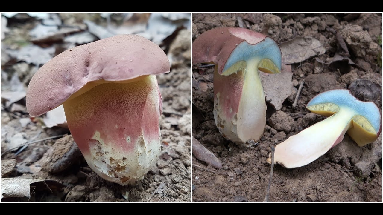 Butyriboletus pseudoregius  (4K)