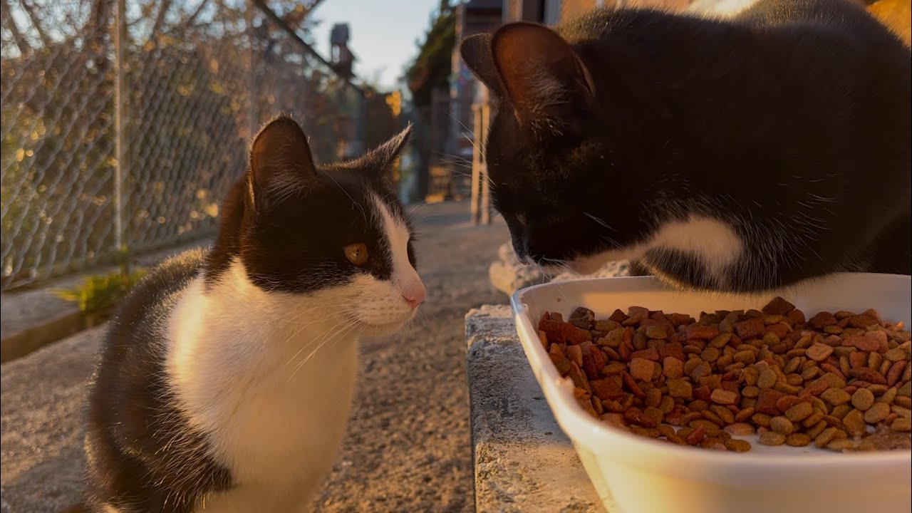 2026.01.12 野良子猫三兄弟のご飯タイム〜ぴのちゃんとまるちゃんの成長〜(字幕あり)