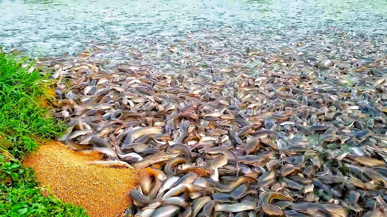 Detik-Detik Lele Liar Melahap Pelet Secara Brutal || Wild Catfish Brutally Devour Pellets