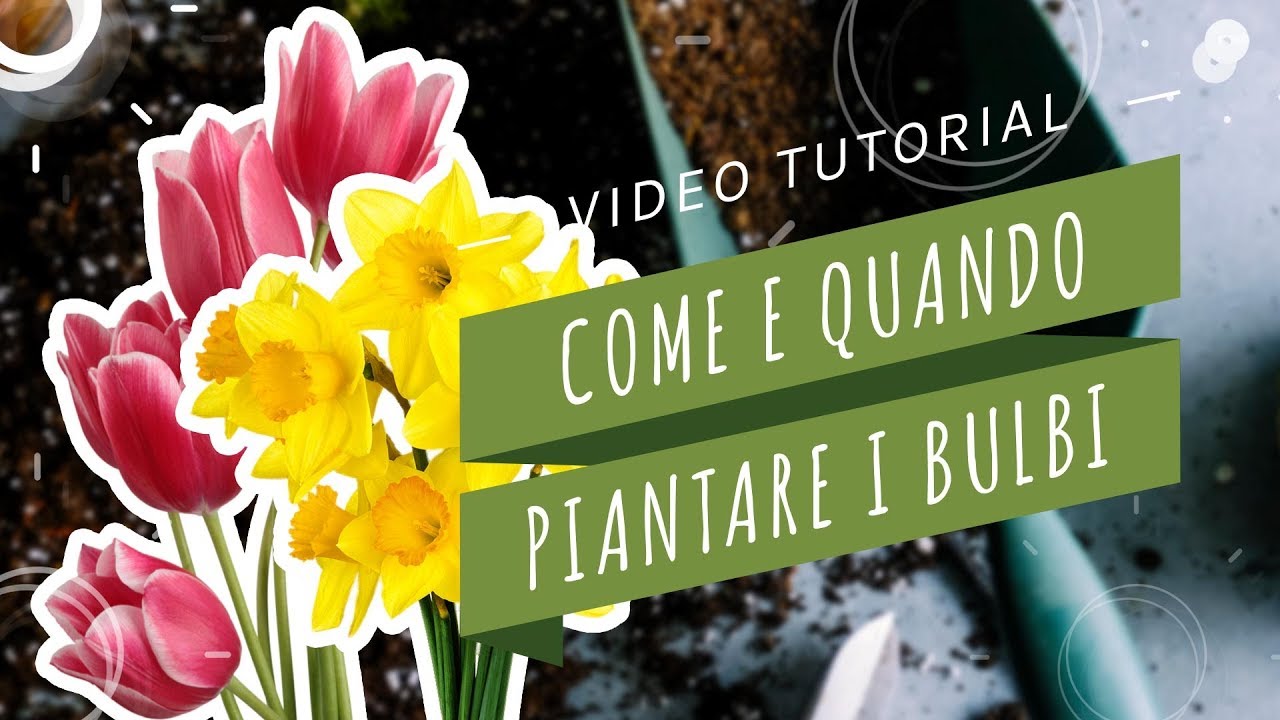 #QVV - COME E QUANDO PIANTARE I BULBI