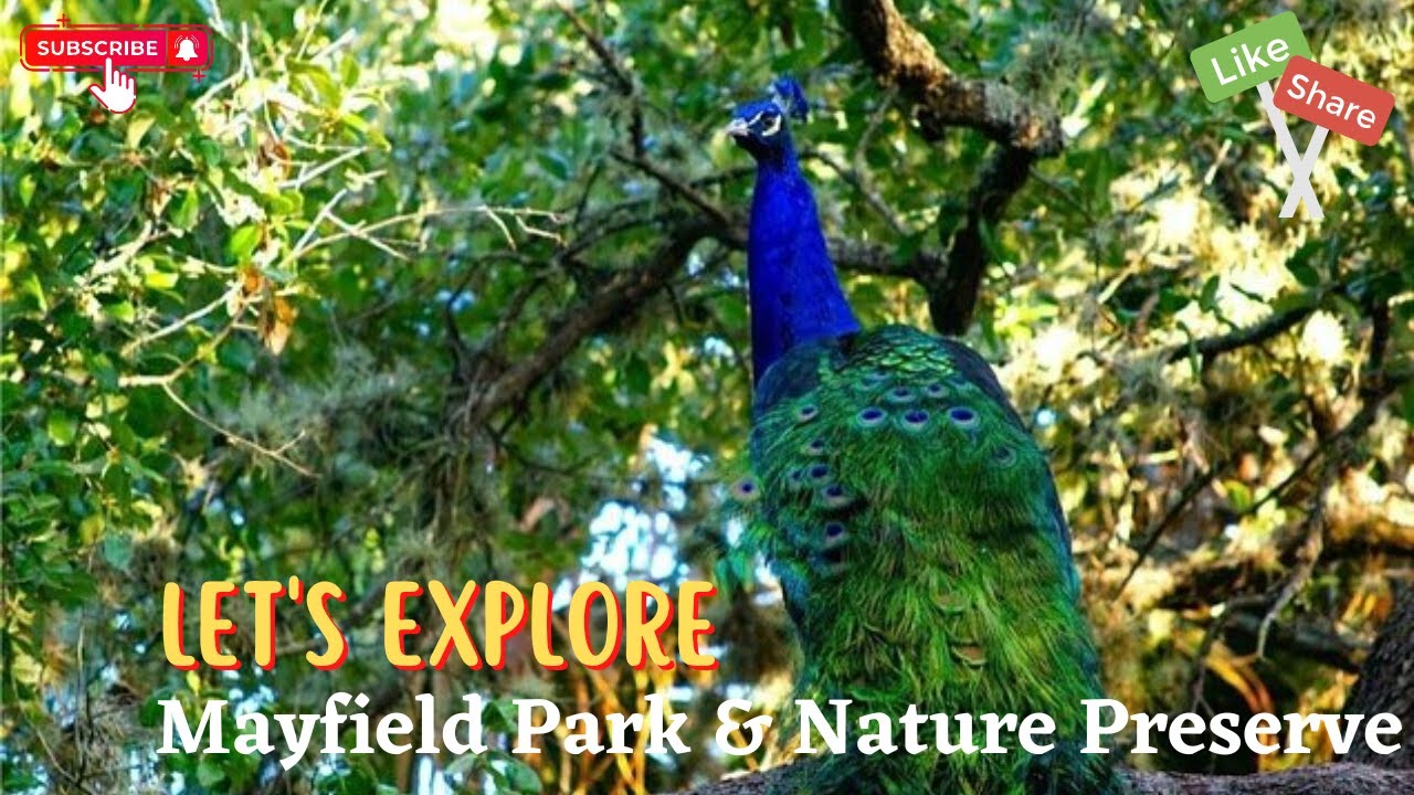 Let's explore Mayfield Park & Nature Preserve, Austin, TX | Beautiful Peacocks 🦚 🦚
