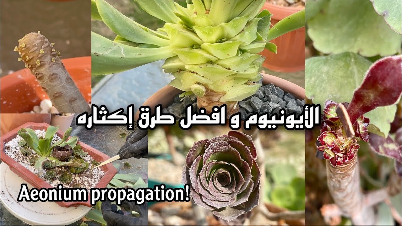 ‎إكثار كثيف للأيونيوم أول الشتاء +نصائح عصارية قيمة أيونيوم خرشوف كيوى اوربى كوم aeonium propagation