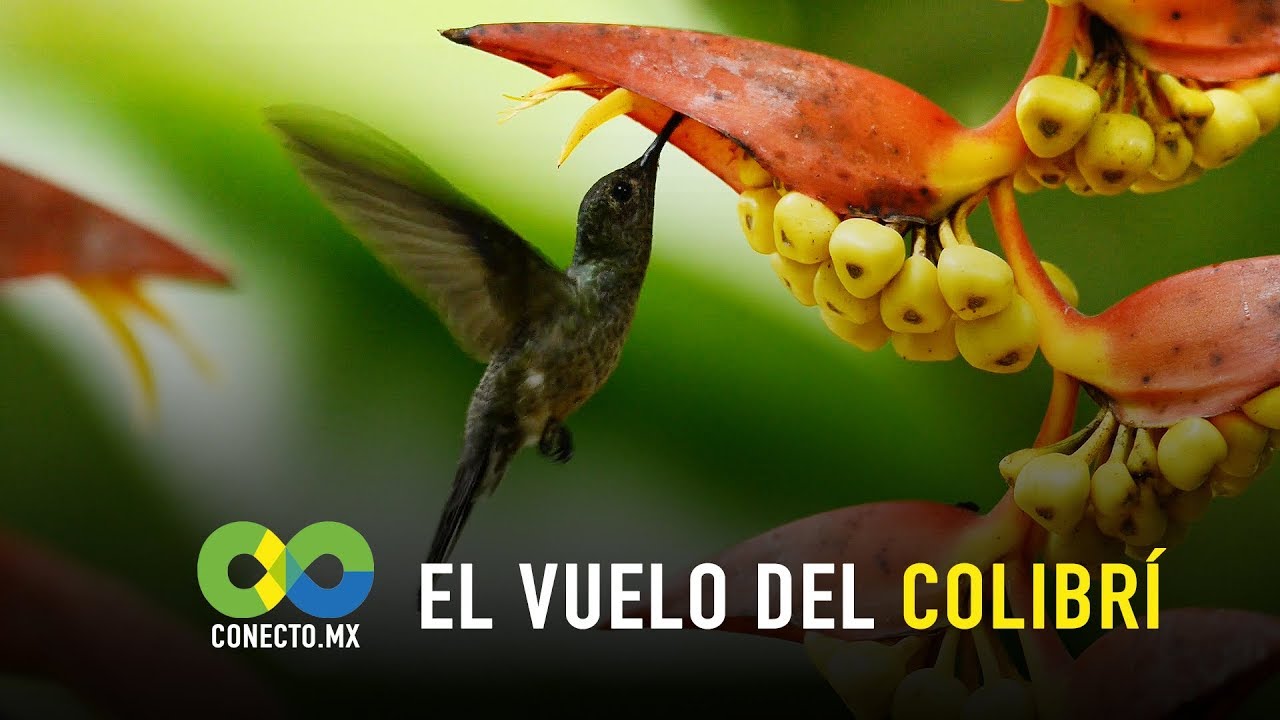 El vuelo del colibrí