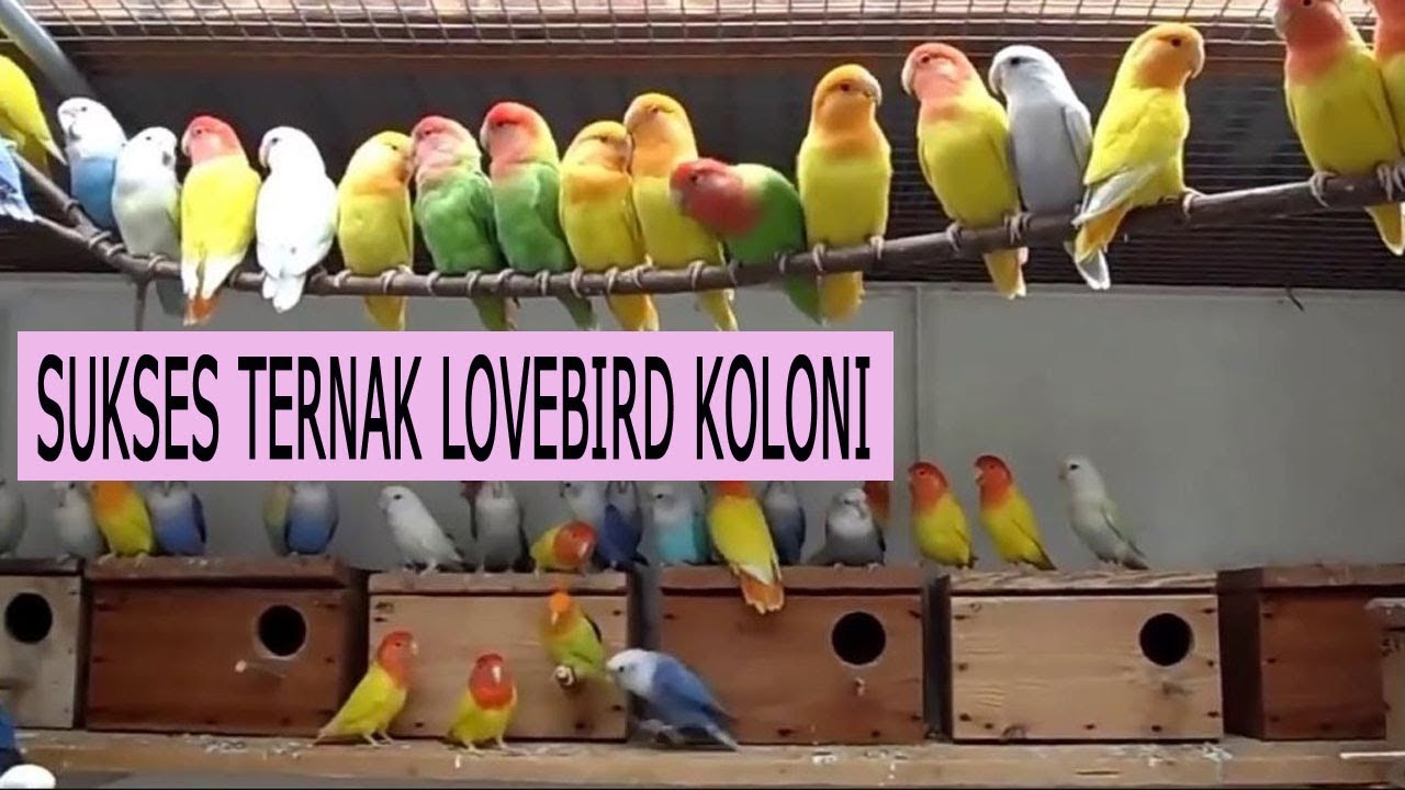 Ternak Lovebird Koloni Bagi Pemula Agar Cepat Bertelur [Panduan Lengkap]