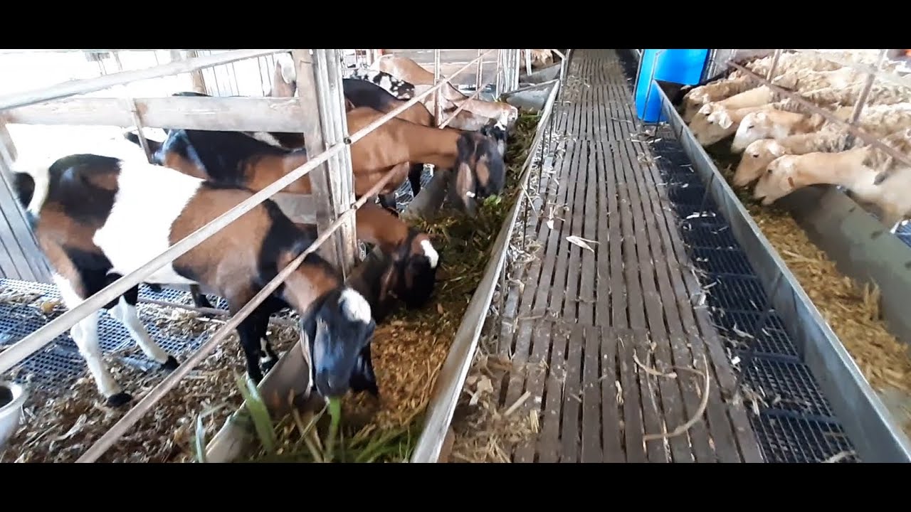 Feeding Super Napier to Goats and Sheep