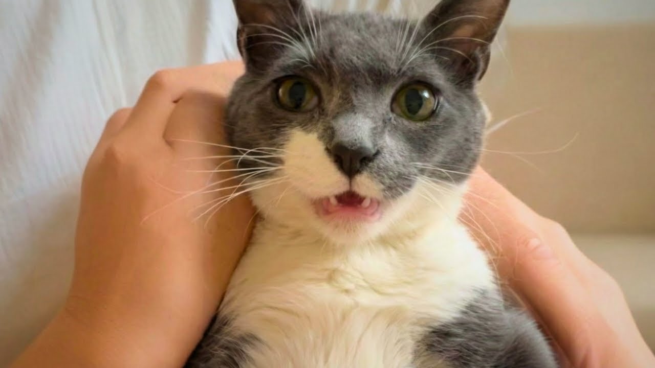 The Shelter Cat Everyone Ignored—Until a Quiet Miracle Changed His Life