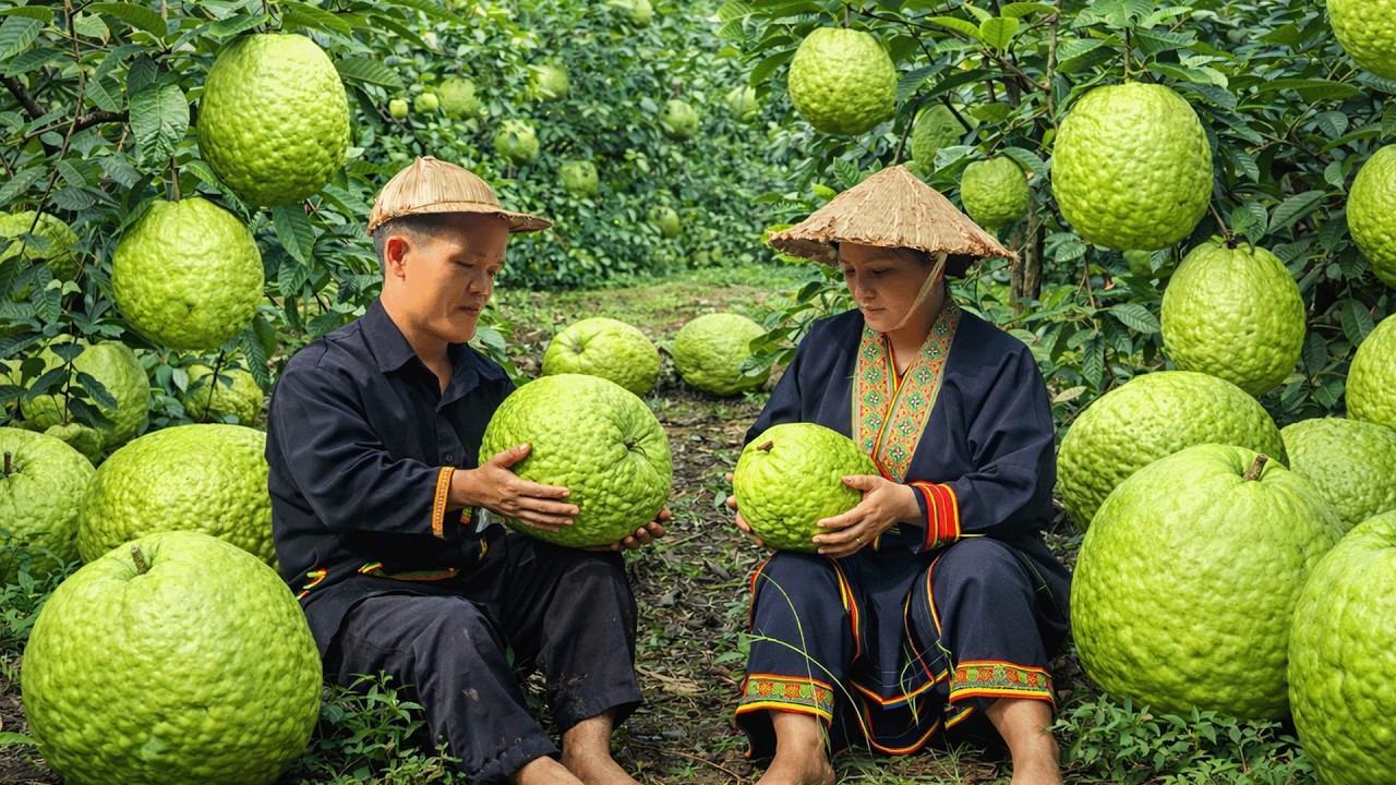 Dwarf Family Harvests Fresh Guava for Market | Primitive Farming & Rural Life