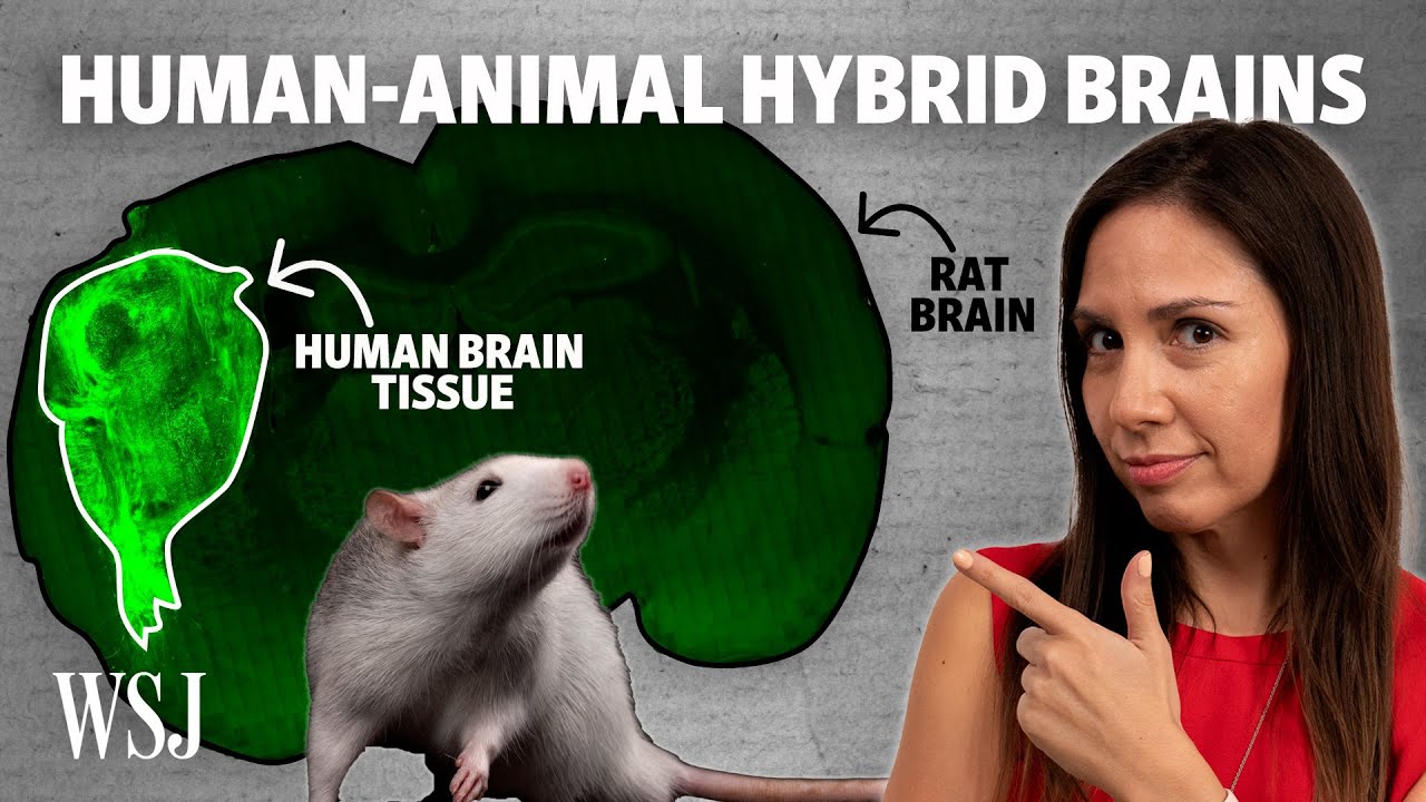 The Promise and Peril of Human-Animal Brain Chimeras
