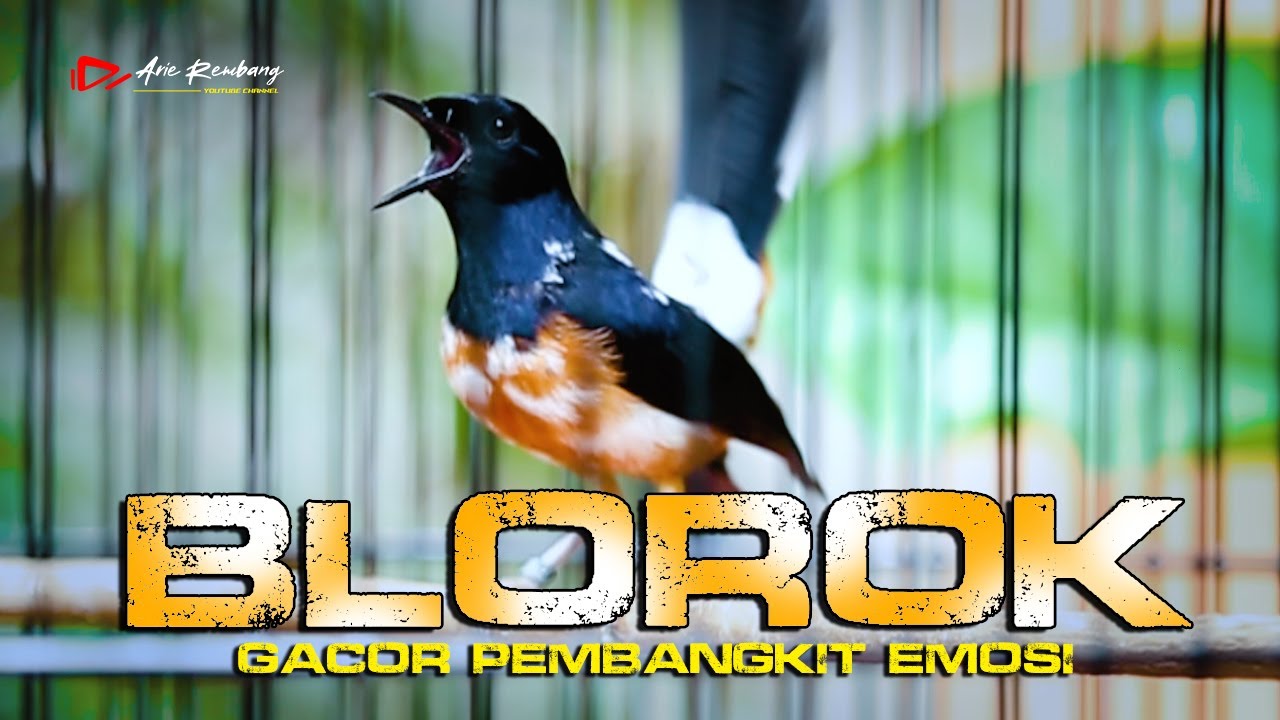 MURAI BATU BLOROK isian pedes GACOR DOR membuat EMOSI TARUNG NAIK | shama bird