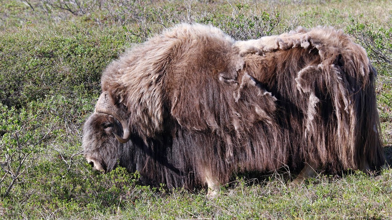Alaska Part 1: Arrival Anchorage & birding Nome June 4-9 2017.