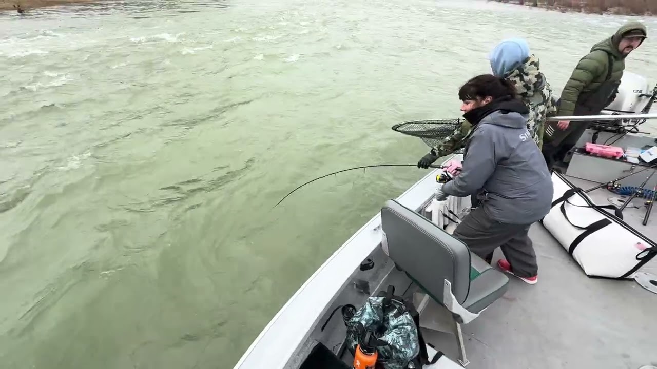 Landing a steelhead on the cowlitz! 
