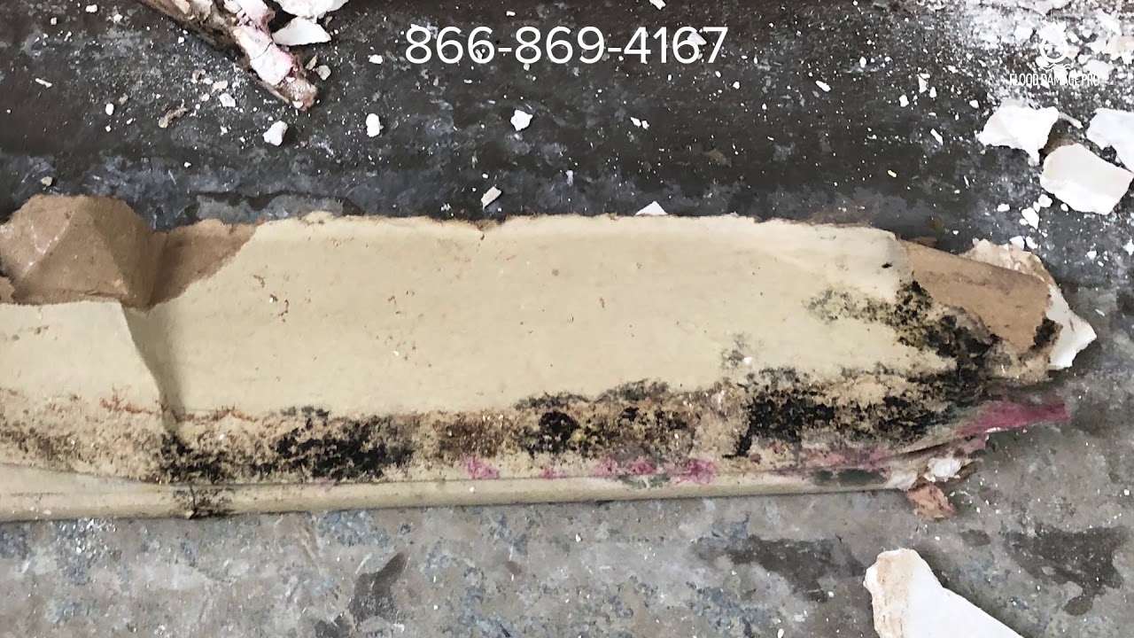 Flood Remediation Services | Flood Damage Pro