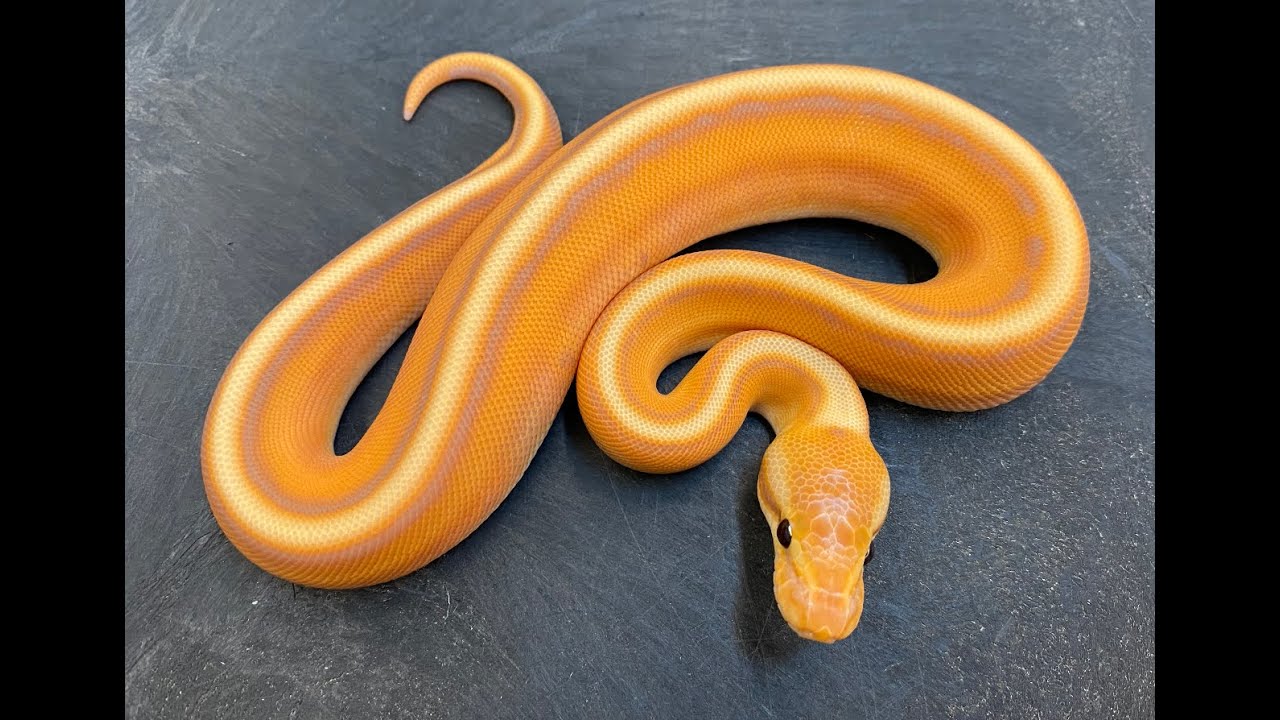 Yes.  This Ball Python is real, and he's spectacular!