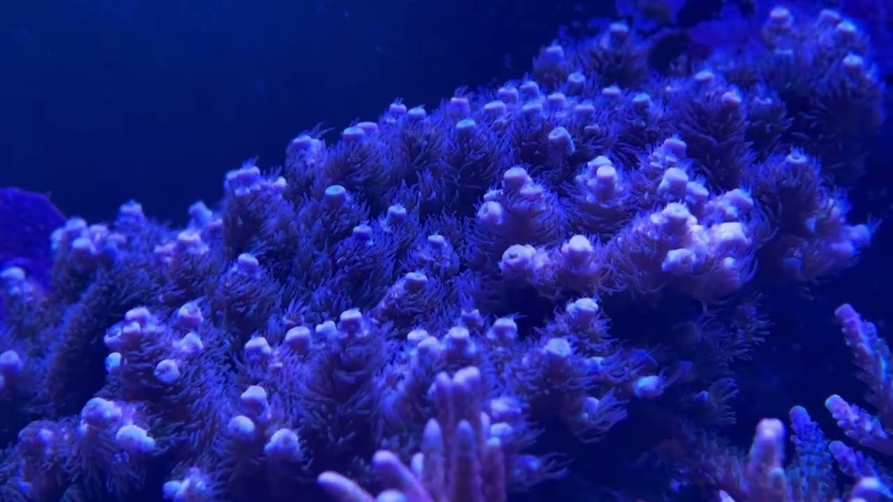 Acropora tenuis