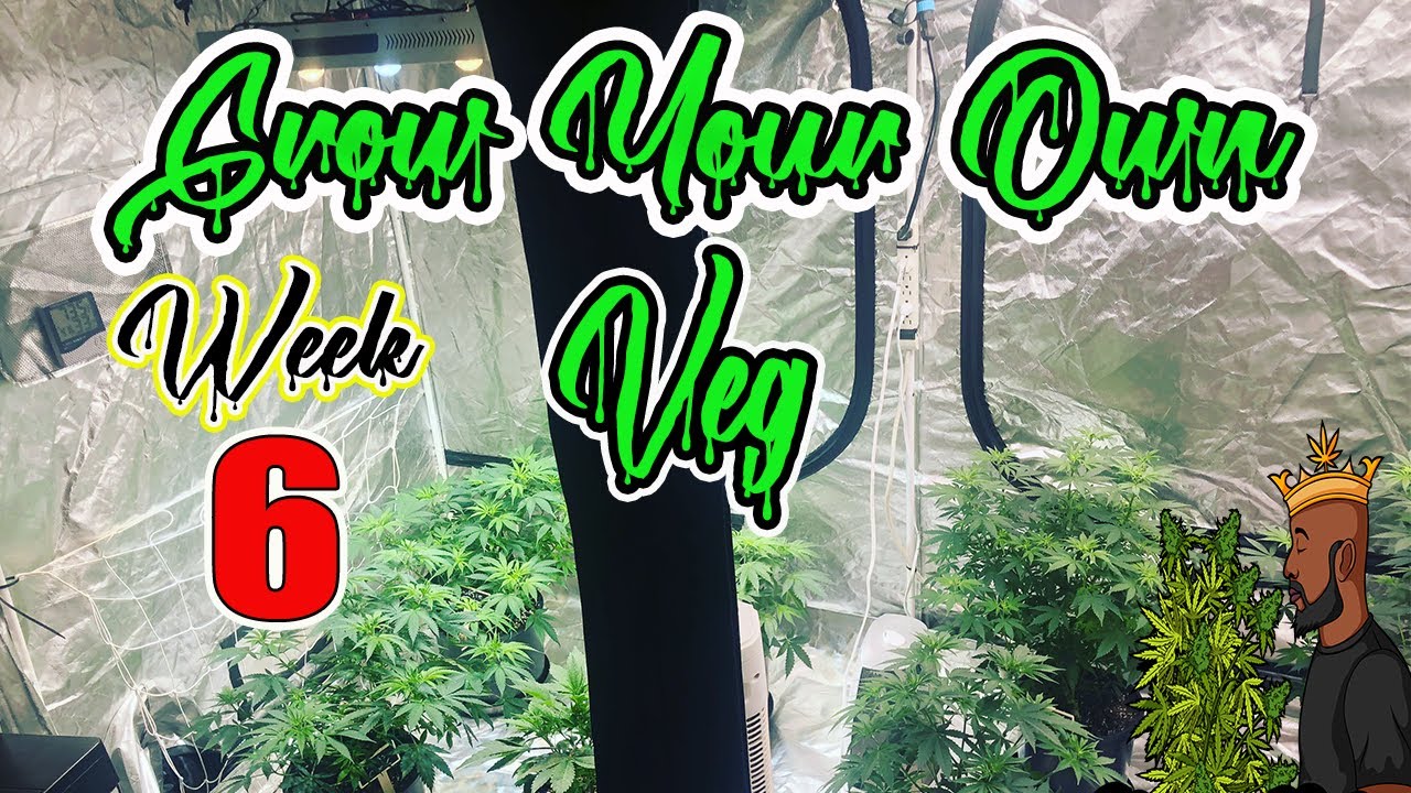 Grow Your Own (cannabis Indoors) week 6 of Veg #growyourown #cannabis #indoors