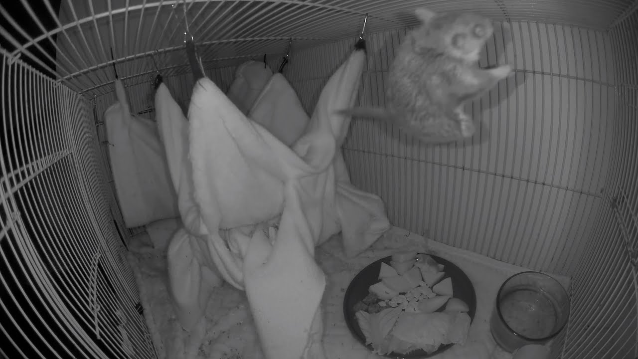 Amelia the Flying Squirrel Has Endless Energy During the Night 🐿