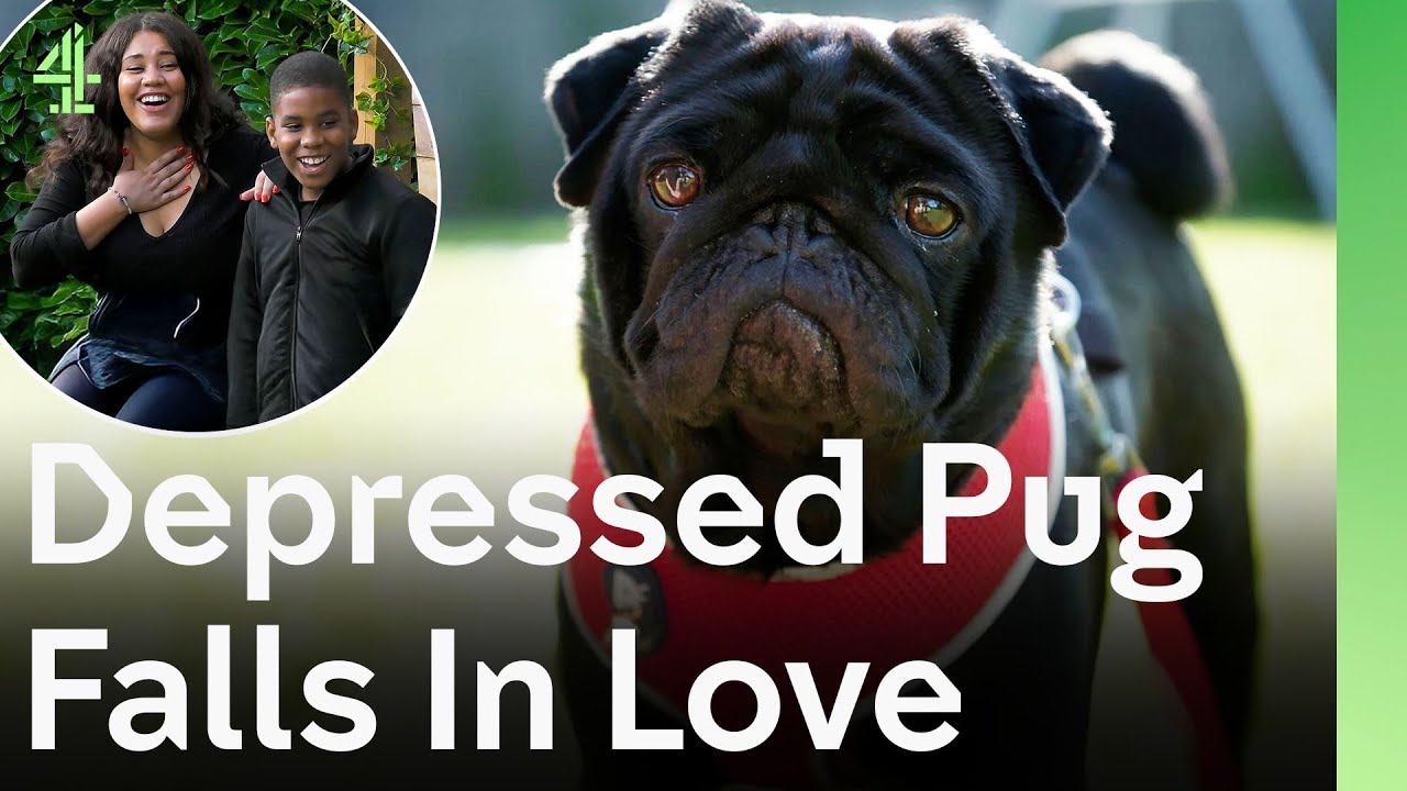 Depressed Pug Finds Love When Young Family Gives Him a Second Chance | The Dog House 🐶