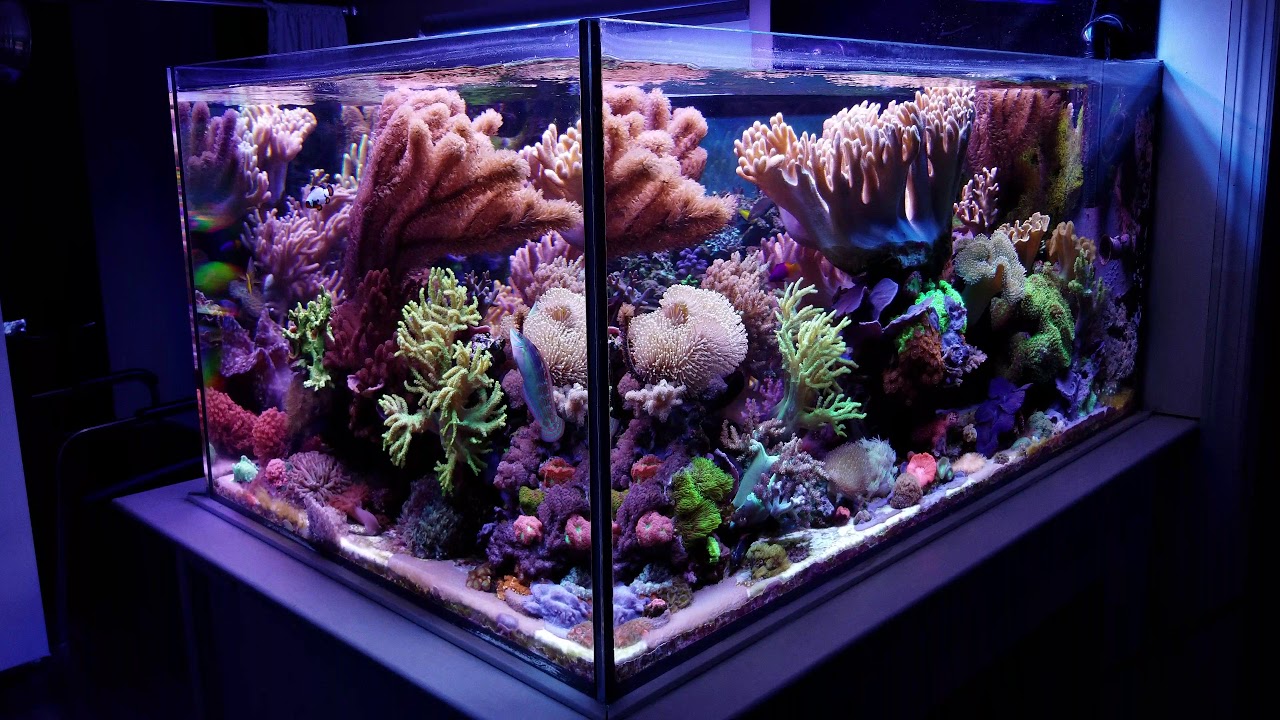 MikeC's Soft Coral Reef Tank Update