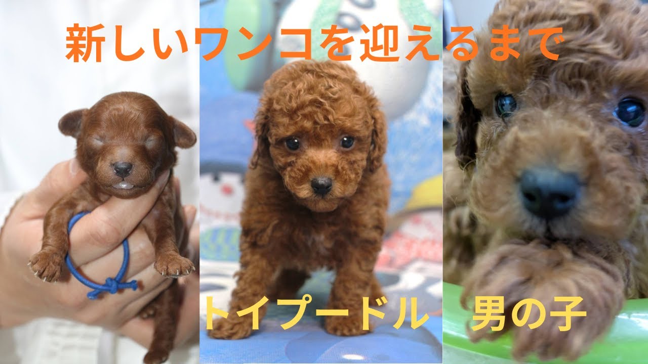 トイプードル 子犬 新しいワンコを迎えるまで ペットロス