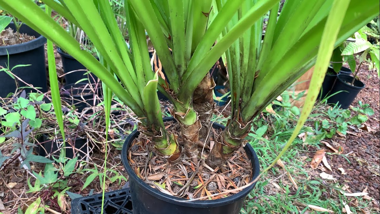 Growing SCREW PINE = PANDANUS (small plants collected from the wild and potted)