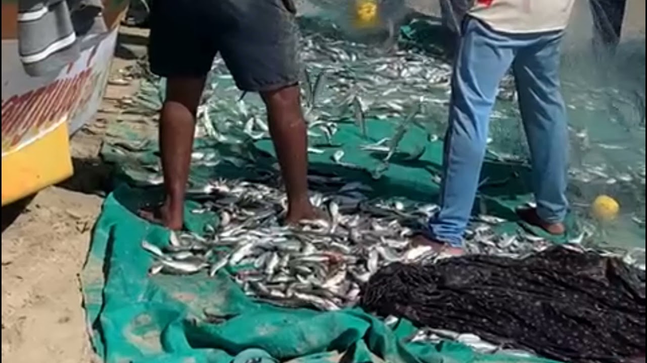 Live fishing  🐟🐠🐟 In Paradise beach Pondicherry #shorts