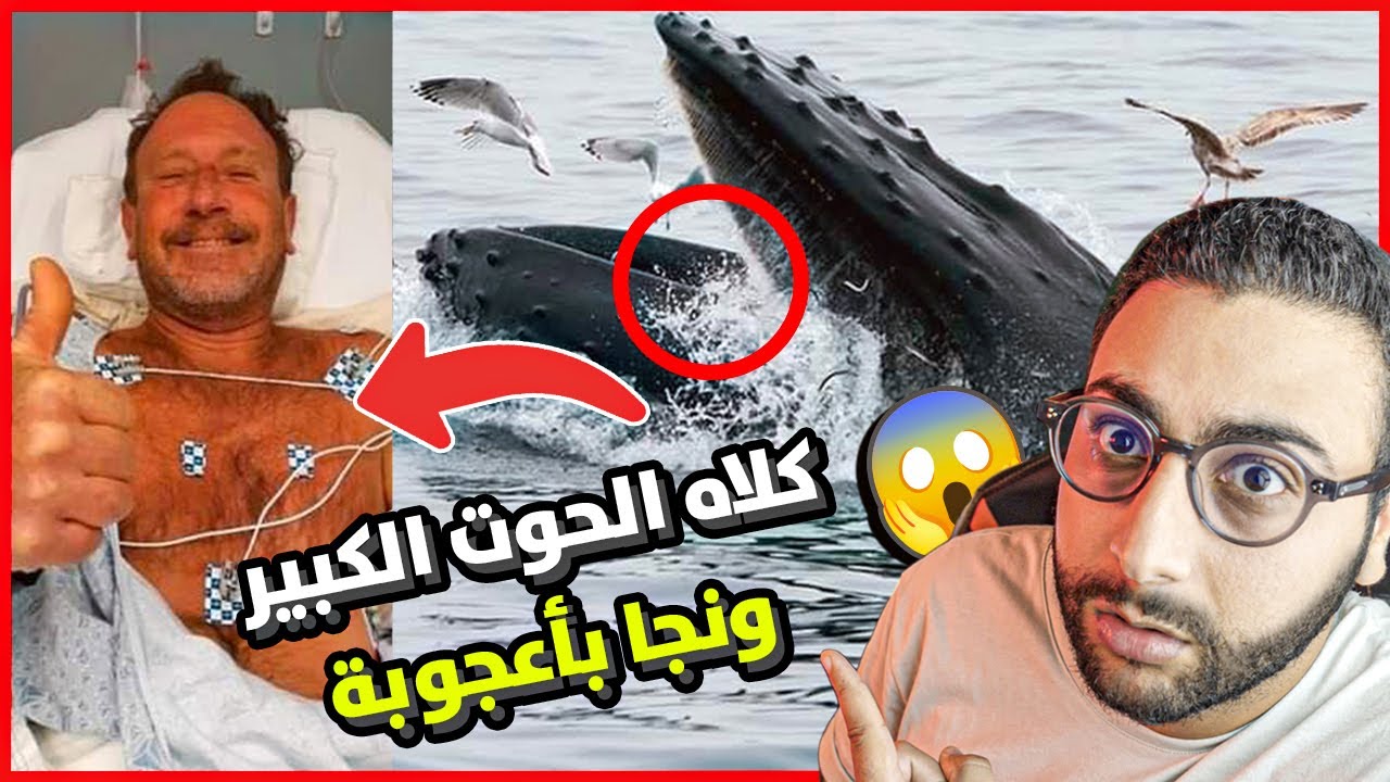 غواص كلاه الحوت الكبير ونجا بأعجوبة ... !! شوفوا كيفاش خرج  🤯🚨